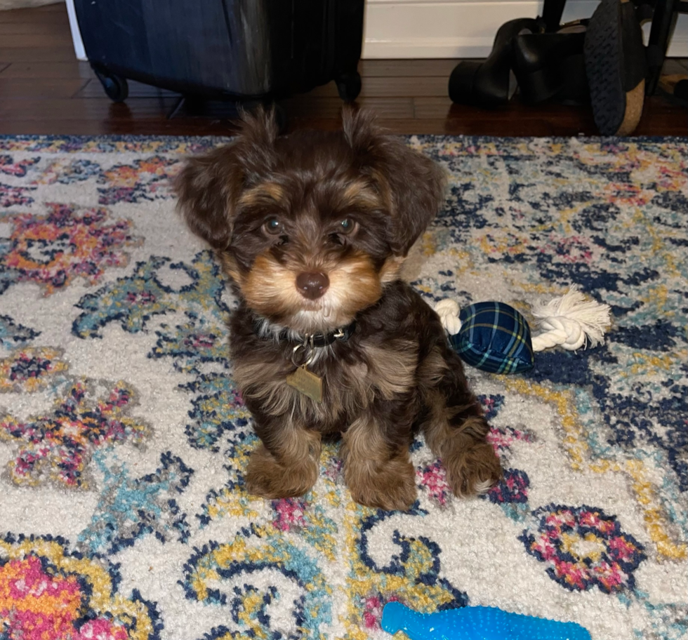 Fluffy Yorkie Poo Poodle Mix Pup