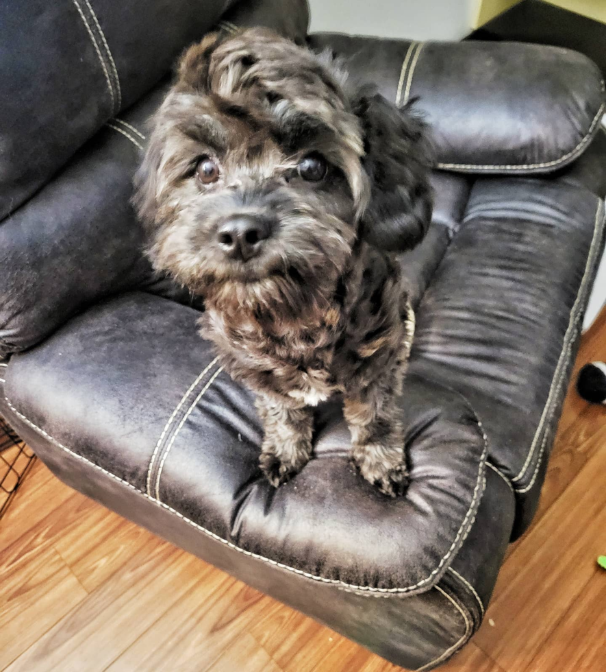 Adorable Cavoodle Poodle Mix Pup