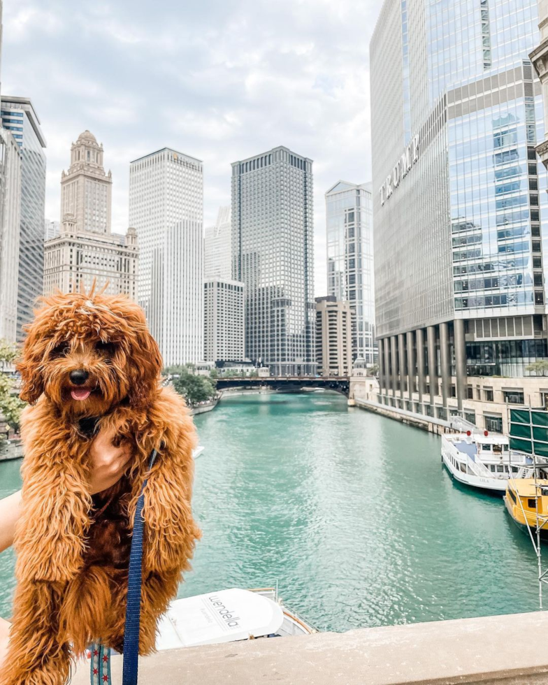 Chicago Cavapoo Pup