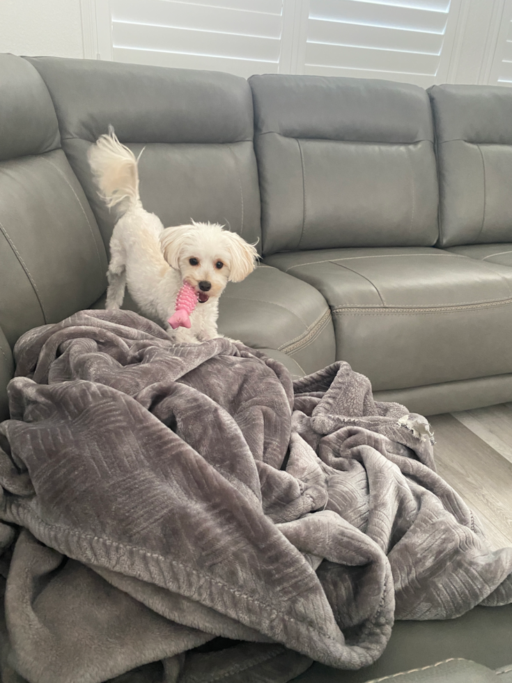 Little Maltese Poodle Poodle Mix Pup