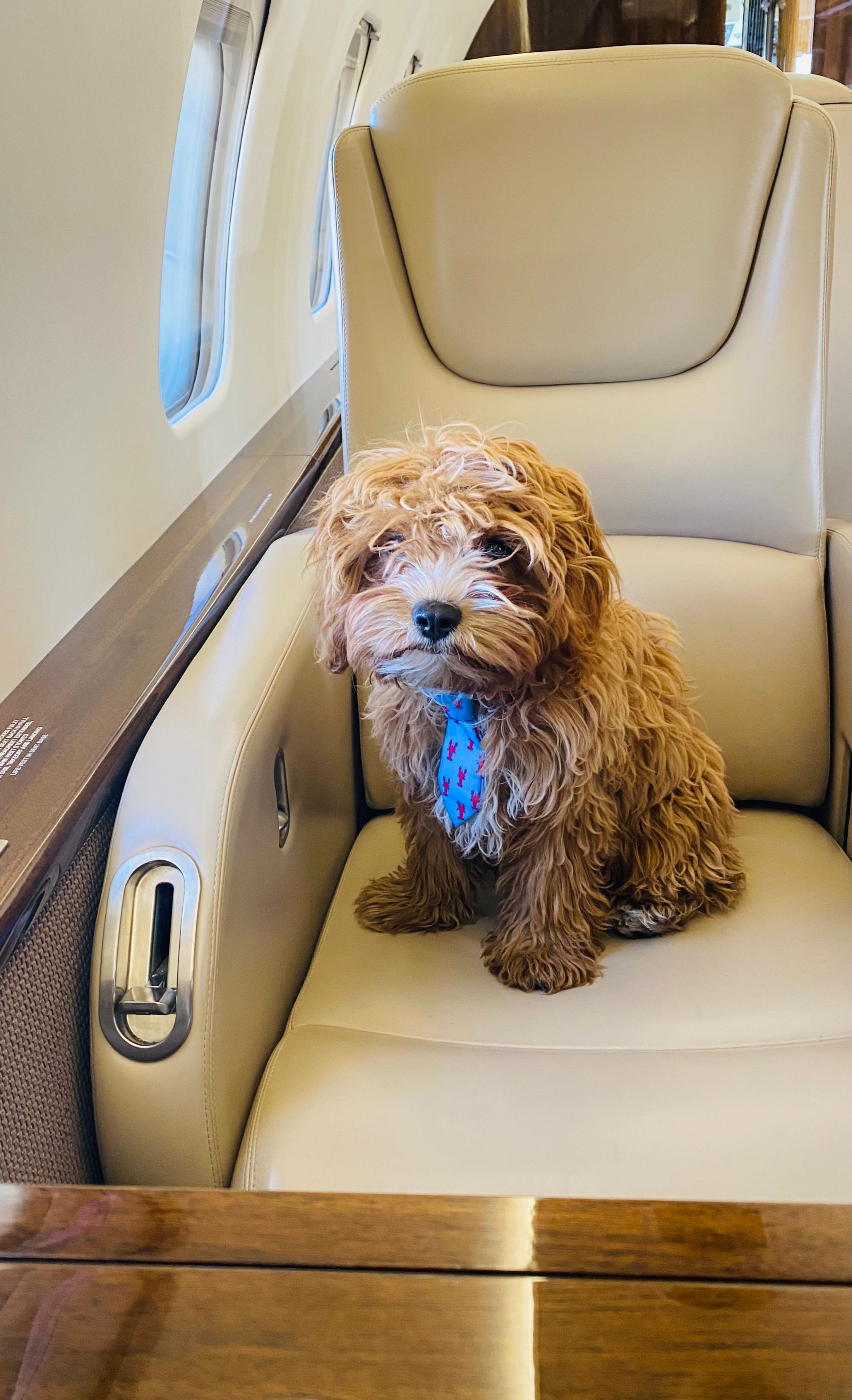 Best Cavapoo Baby