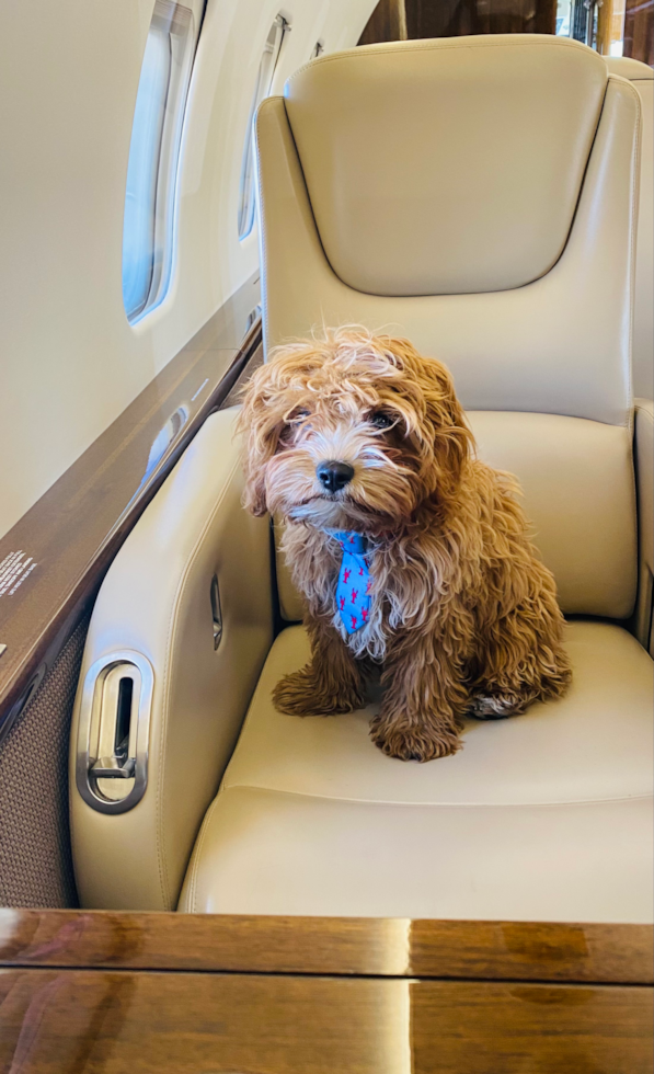 Small Cavapoo Pup