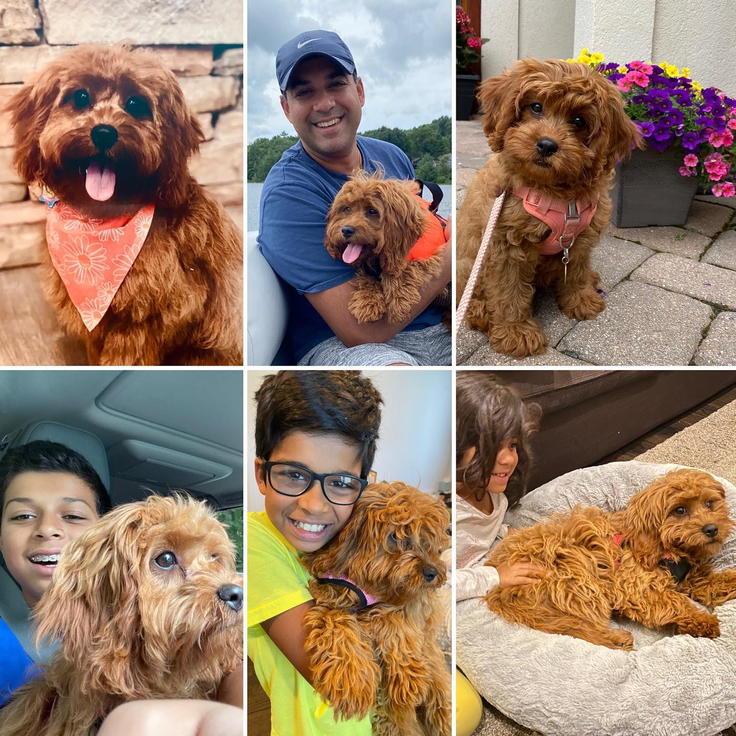 Cavapoo Puppy for Adoption