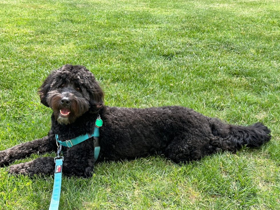 Mini Bernedoodle Pup