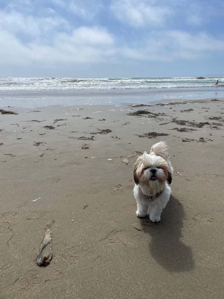 Little Shih Tzu Purebred Pup