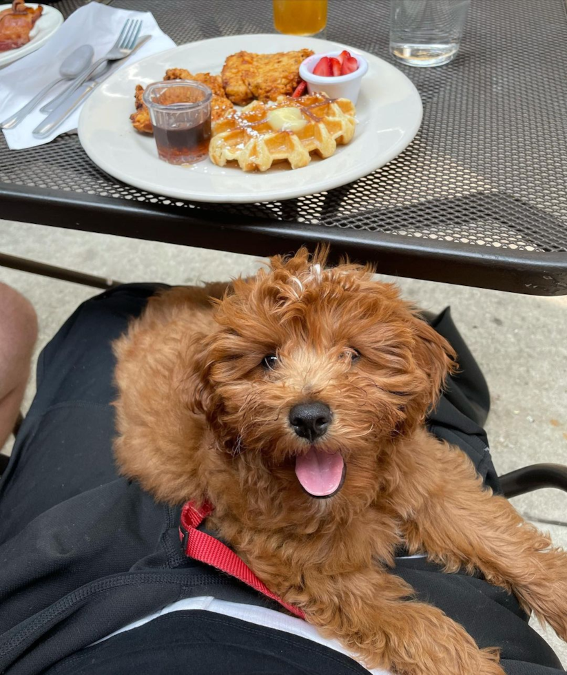 Cavapoo Being Cute