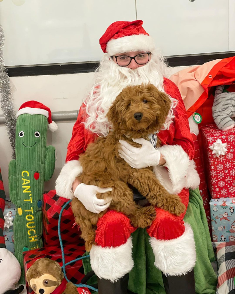 Mini Goldendoodle Being Cute