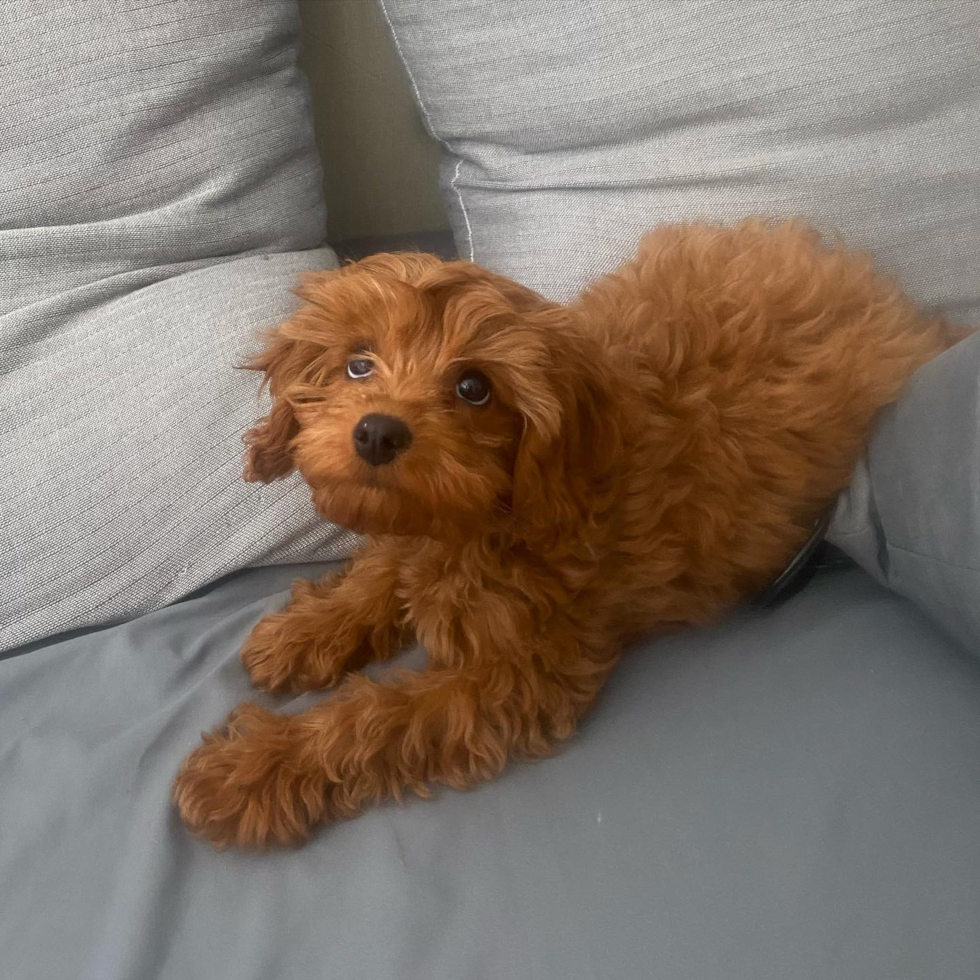 New York Cavapoo Pup