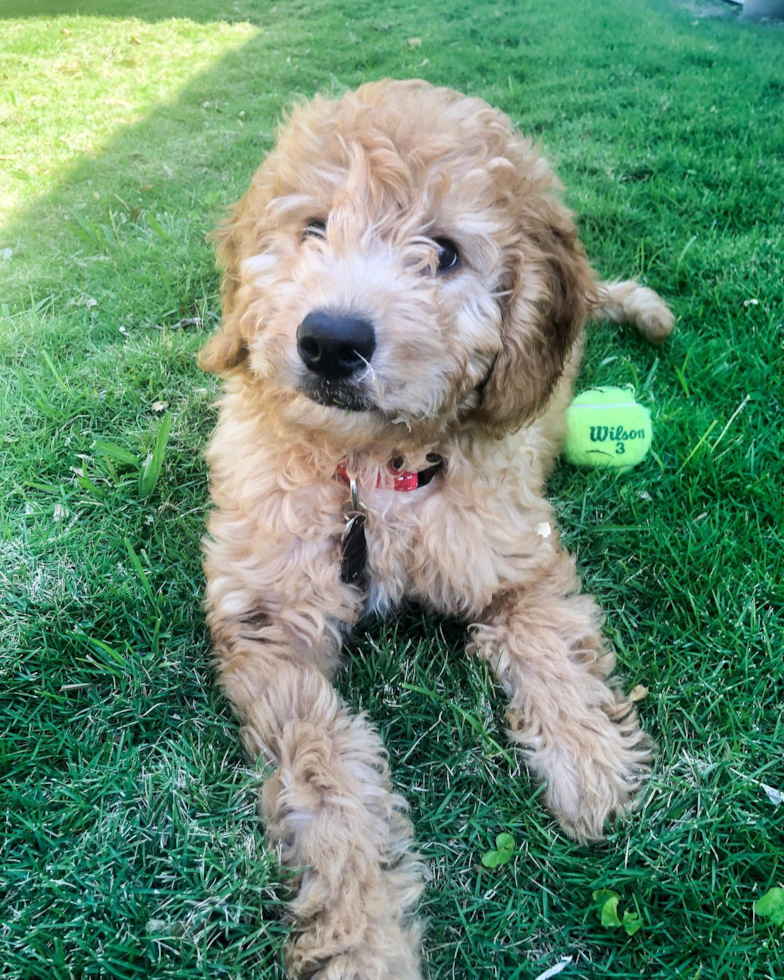 Little Golden Retriever Poodle Mix Pup