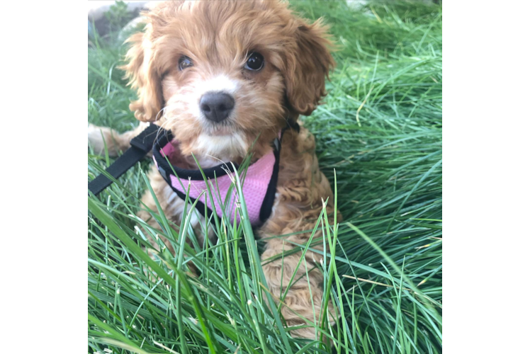 Best Cavapoo Baby