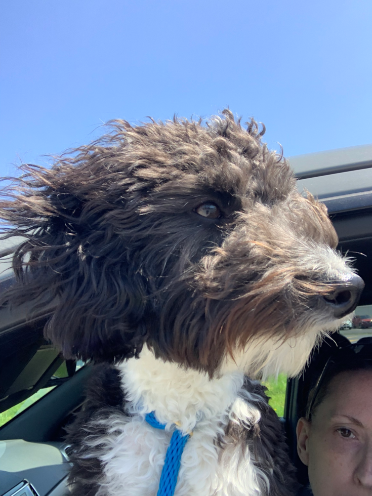 Funny Mini Aussiedoodle Poodle Mix Pup