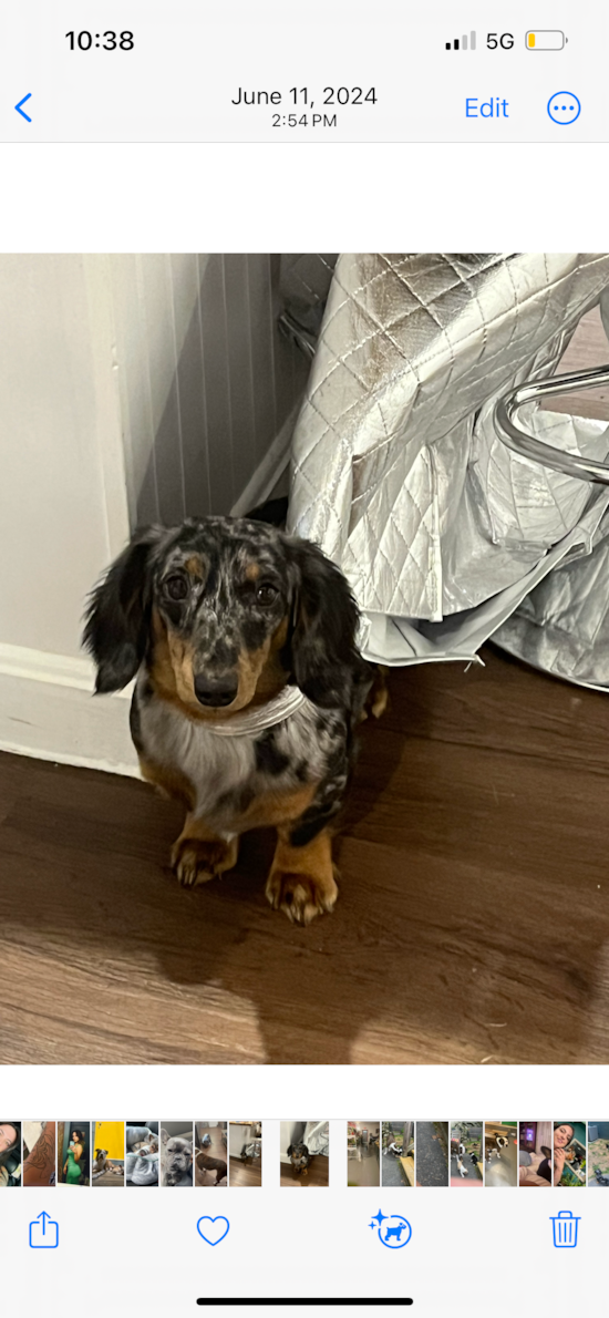Dachshund