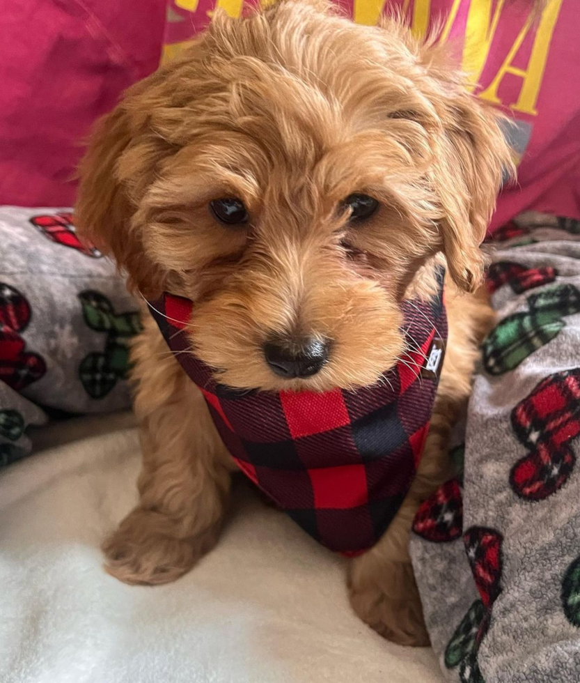 Waterbury Mini Goldendoodle Pup