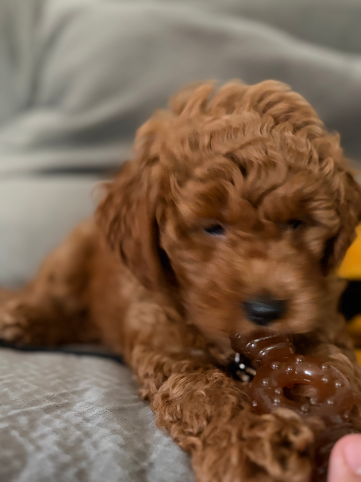 Mini Goldendoodle Pup