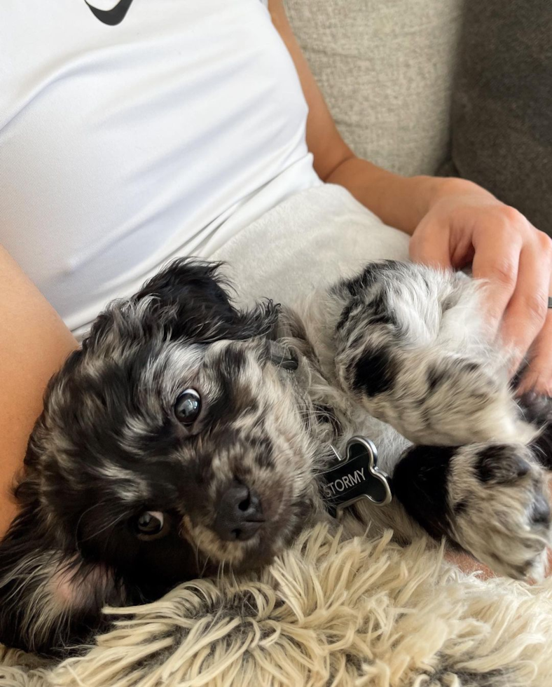 Little Cavoodle Poodle Mix Pup