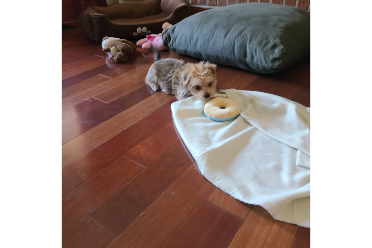 Morkie Pup Being Cute