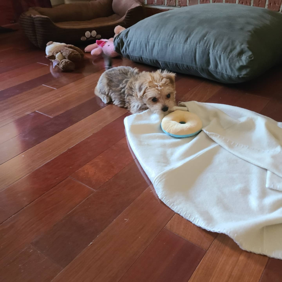 Cute Morkie Pup in Columbia MD