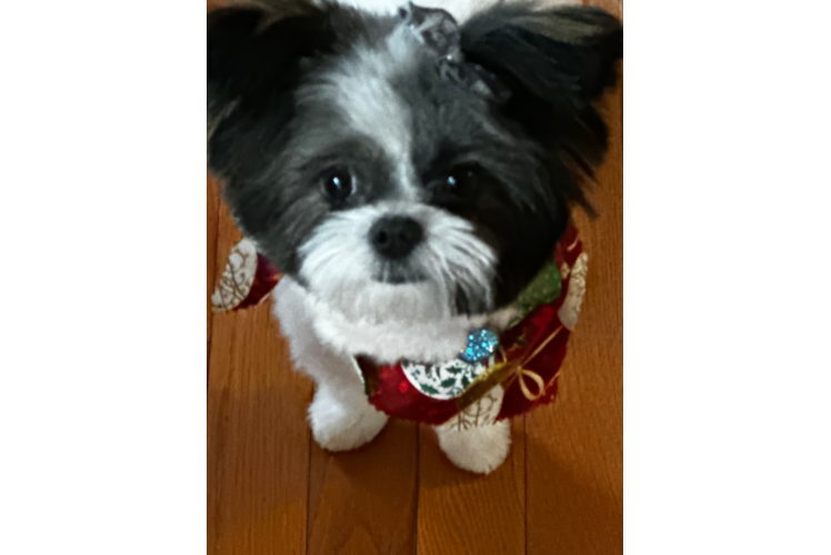 Shih Pom Puppy for Adoption