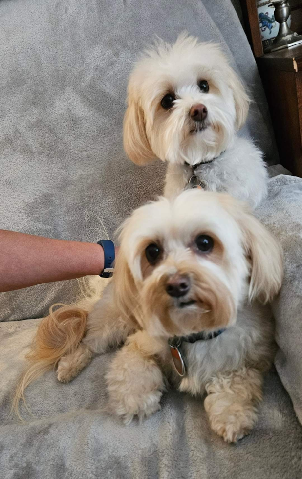 Friendly Maltipoo Pup