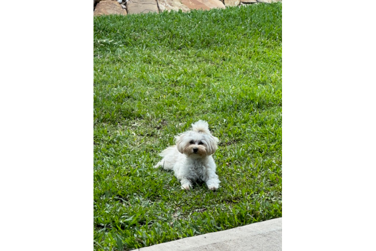 Popular Maltipoo Poodle Mix Pup