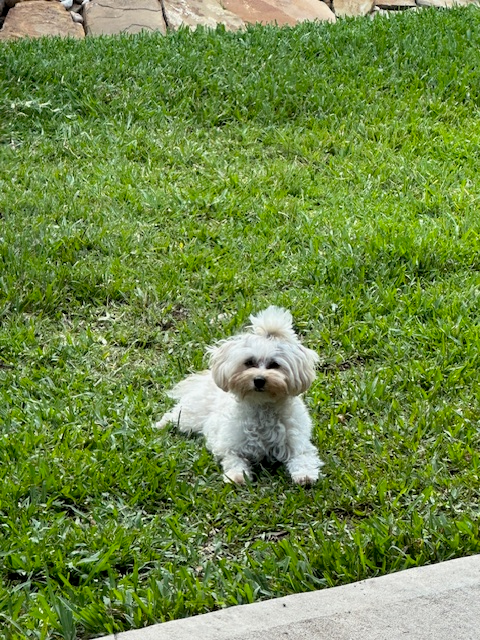 Maltipoo Pup