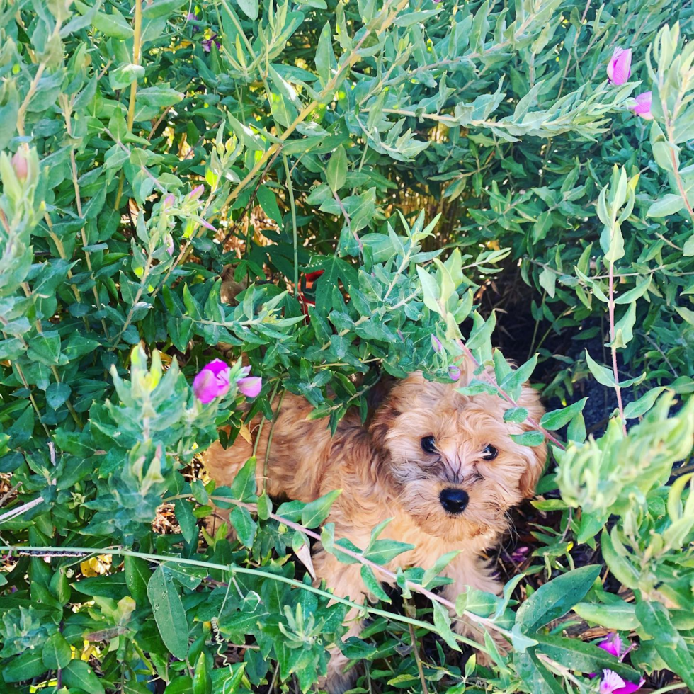 Cavapoo Being Cute