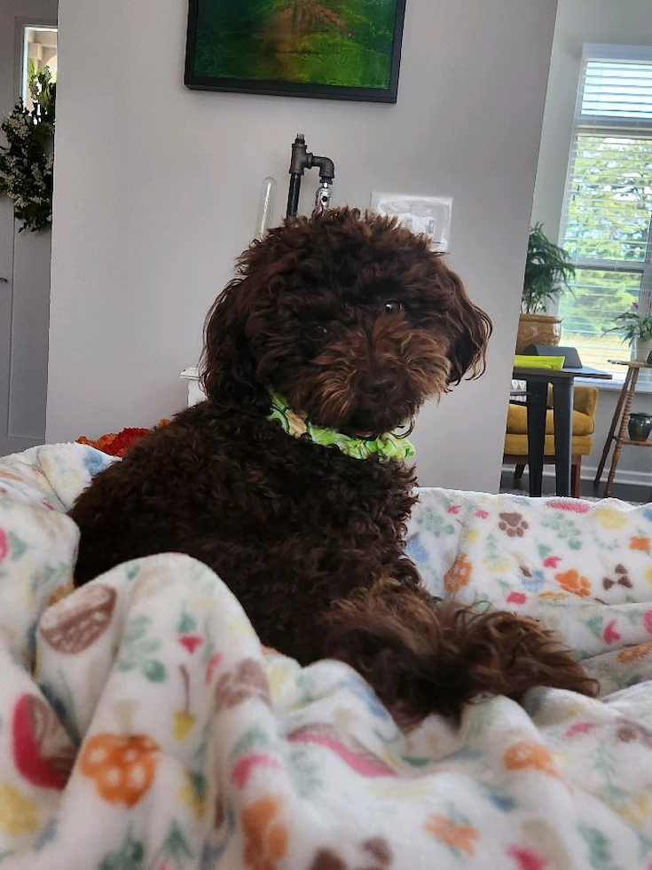 Adorable Havadoodle Poodle Mix Pup