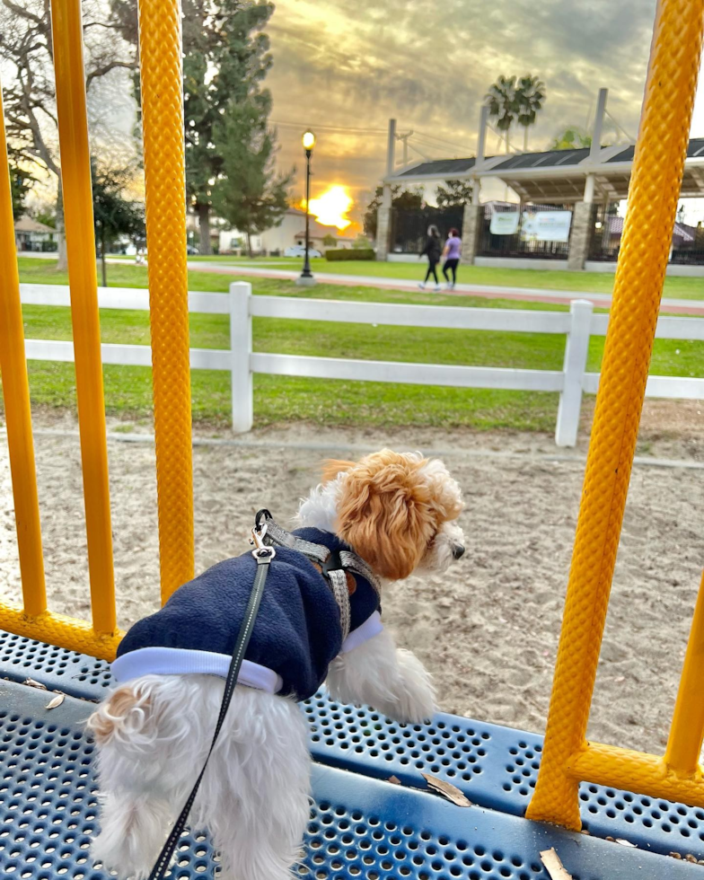 Sweet Poodle Pup in El Monte CA