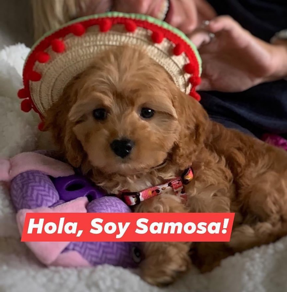 Small Cavapoo Pup