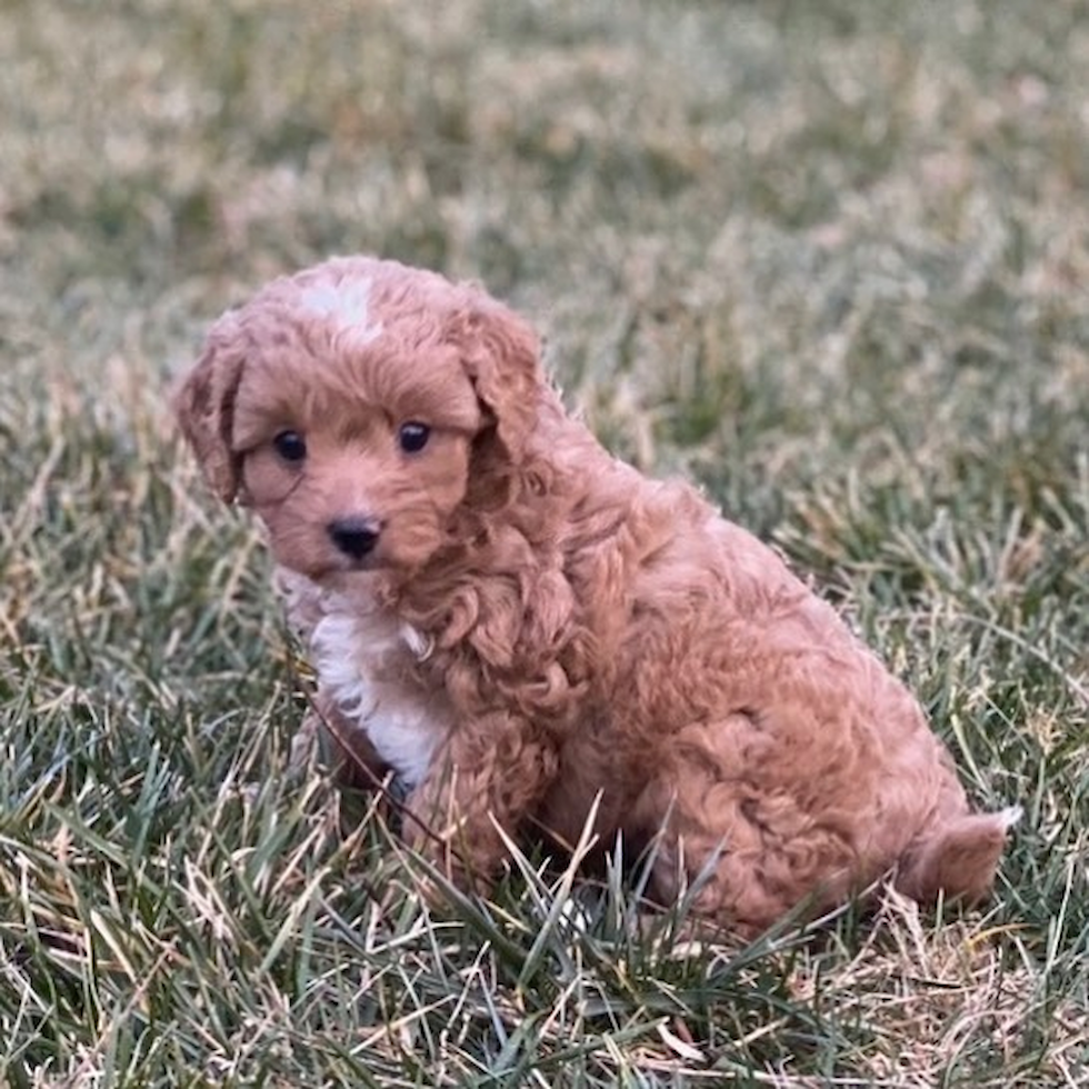 Cute Cavapoo Pup