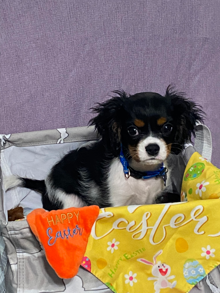 Hypoallergenic Cavalier King Charles Spaniel Purebred Pup