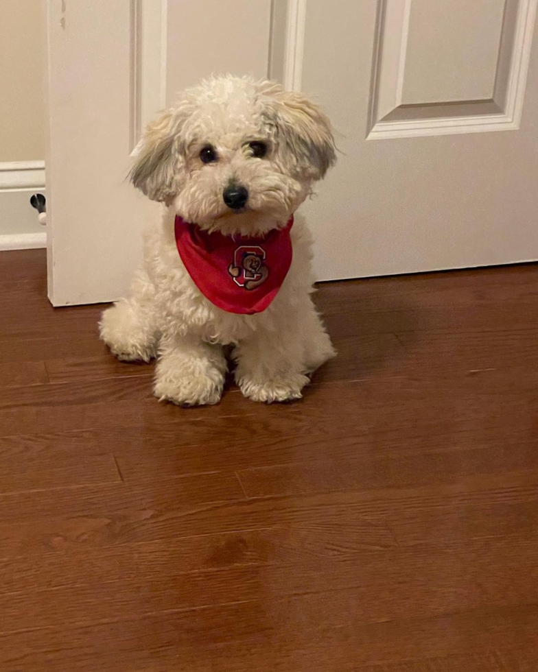 Happy Maltipoo Pup