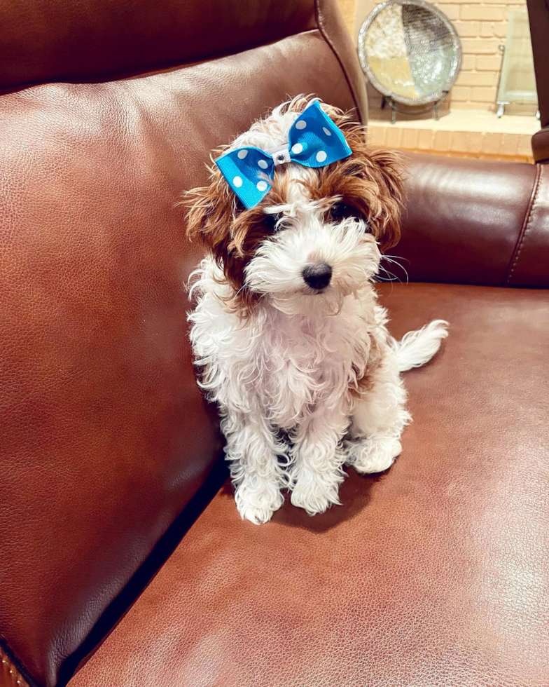 Friendly Cavapoo Pup