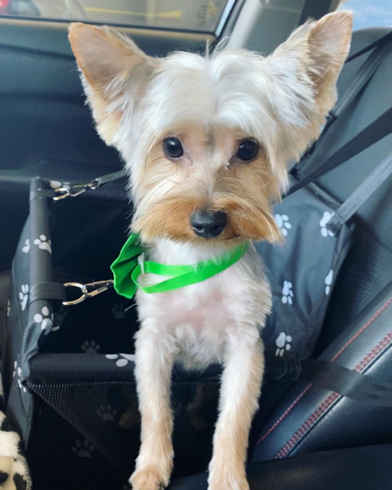 Yorkshire Terrier Being Cute