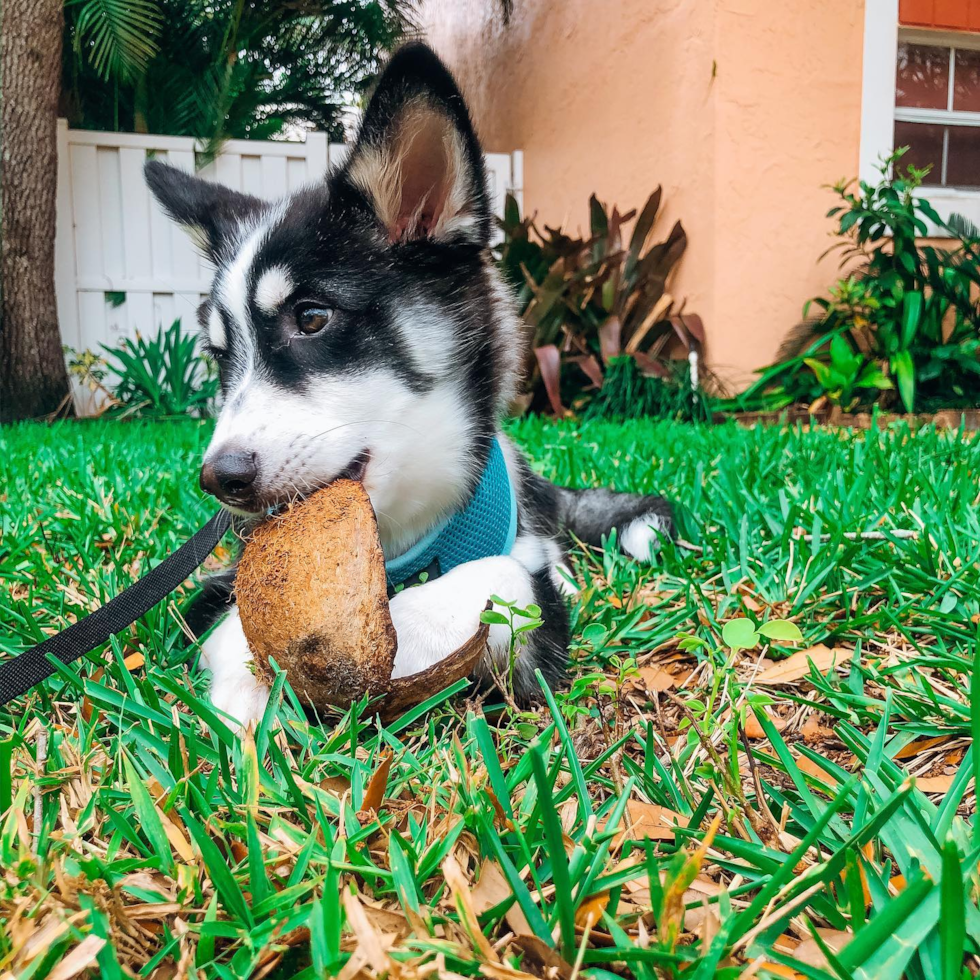 Friendly Pomsky Pup