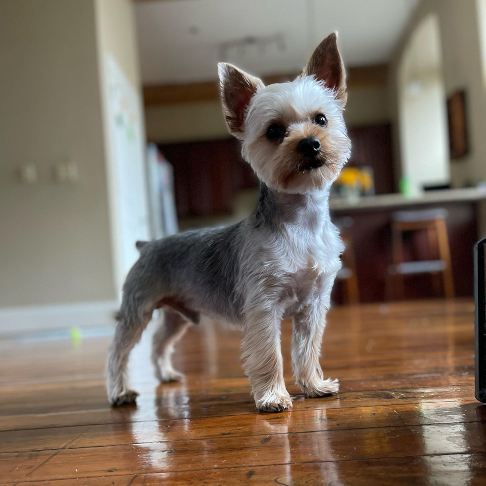 Little Yorkshire Terrier Purebred Pup