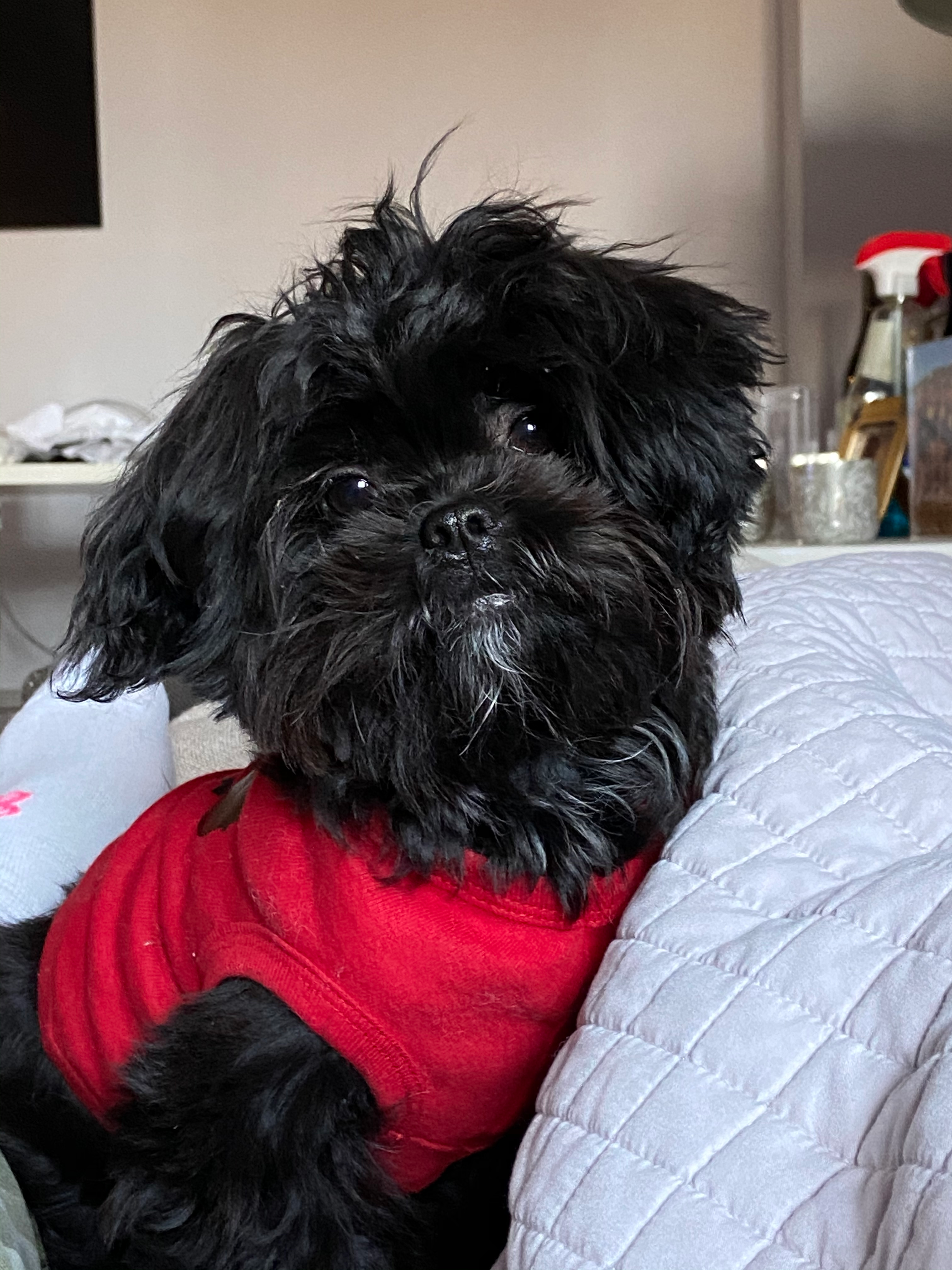 Teddy Bear Puppy for Adoption