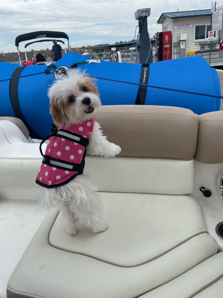 Maltipoo Being Cute