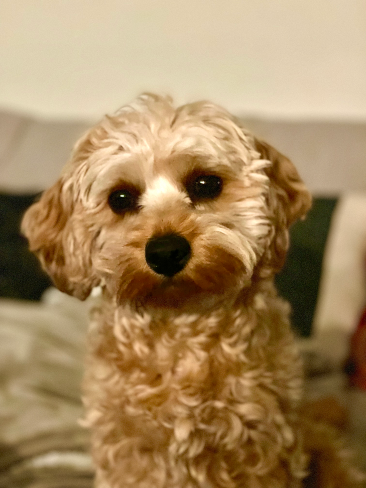 Energetic Cavoodle Poodle Mix Pup