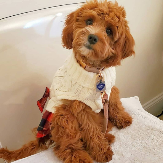 Adorable Cavoodle Poodle Mix Pup