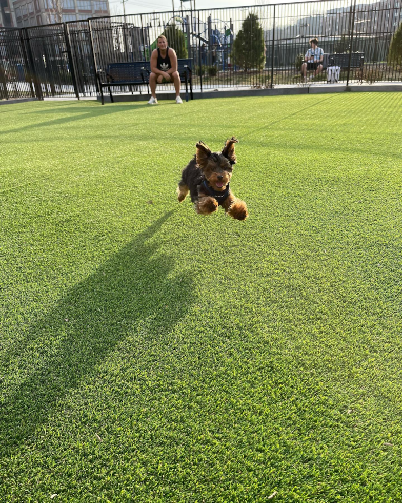 Happy Yorkie Poo Pup