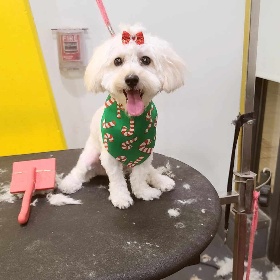 Cute Poochon Pup