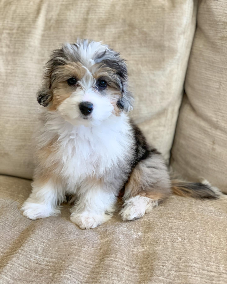 Sweet Mini Aussiedoodle Pup in Houston TX