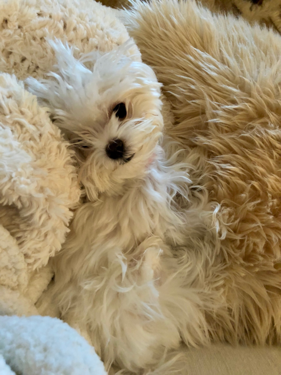 Fluffy Maltese Pup in Manitou Beach MI