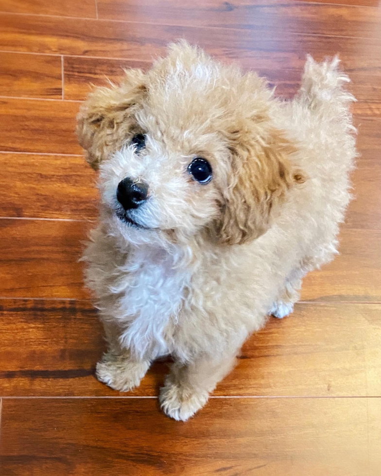 Friendly Poochon Pup in Pleasanton CA