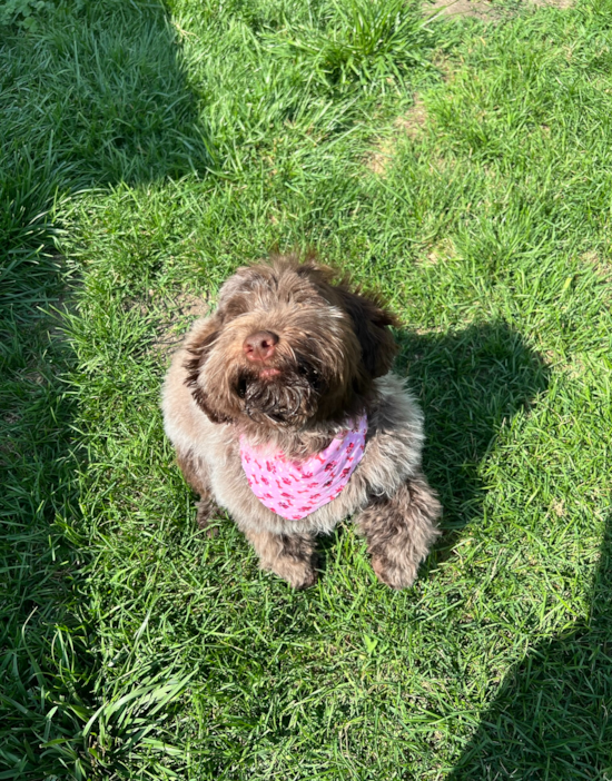 Portuguese Water Dog