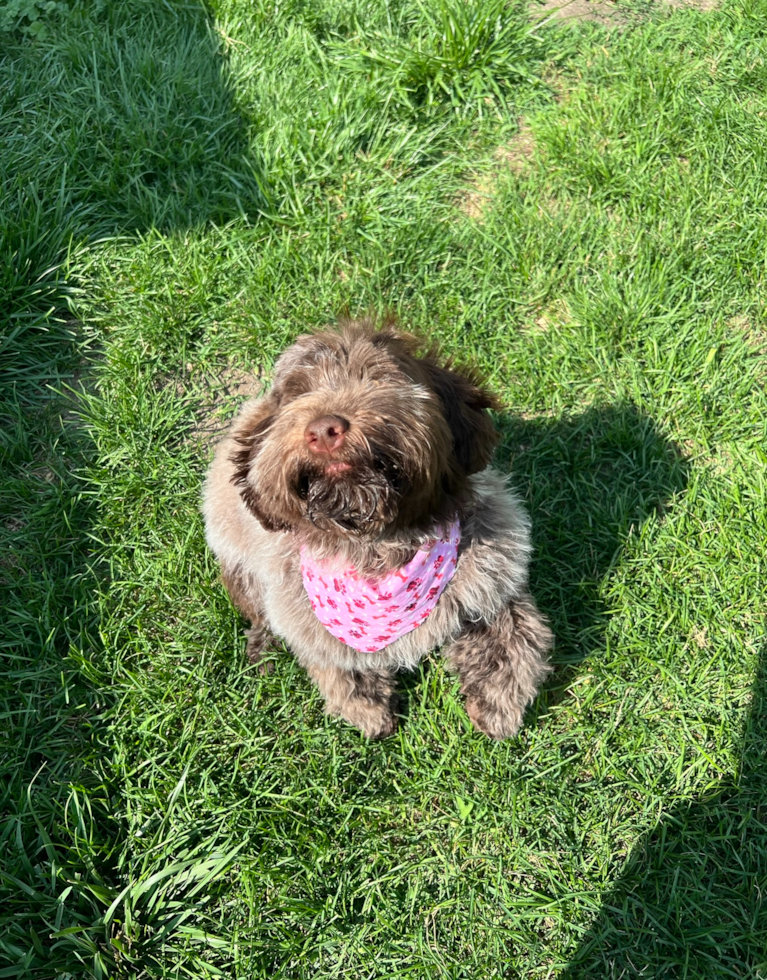 Portuguese Water Dog Being Cute