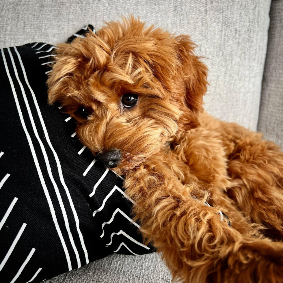 Cavapoo Being Cute