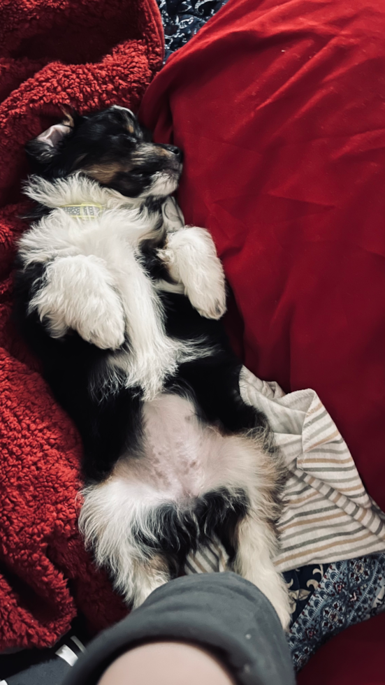 Mini Aussiedoodle Pup