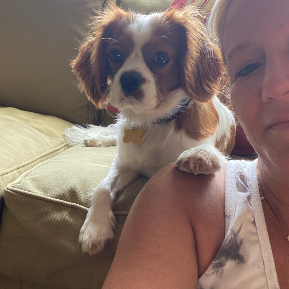 Little Cavalier King Charles Spaniel Purebred Pup